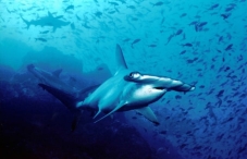 galapagos legend cruise ship