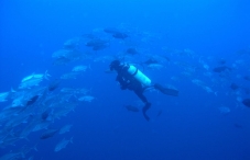 malaysia diving trip