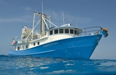 MY Dolphin Dream