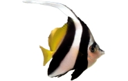 Bannerfish