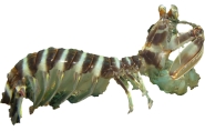 Mantis Schrimp