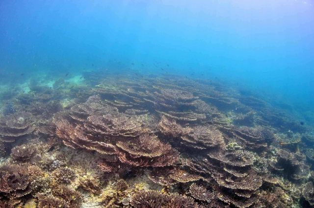 Snorkelling Musandam Oman Review