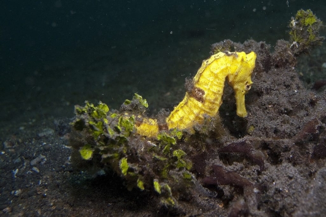 agnes tjandranegara lembeh strait