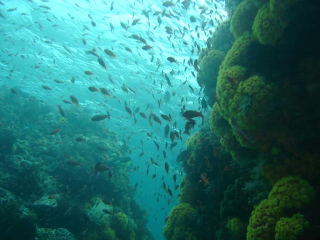 Best Diving Sites In Anilao Batangas Philippines Scuba Dive Reviews By Divezone