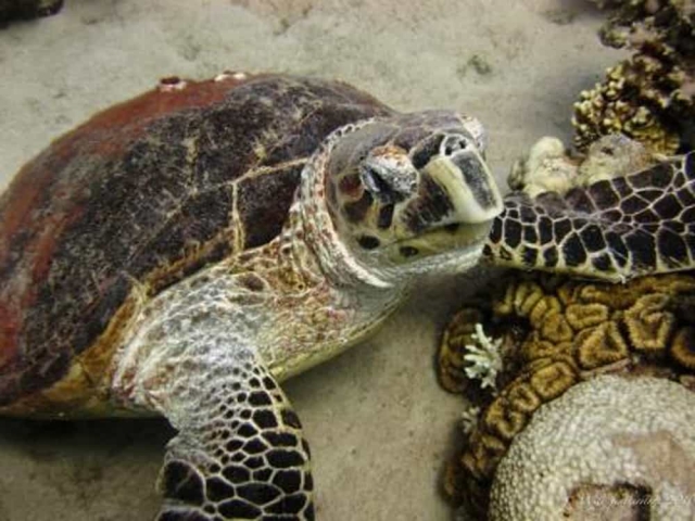turtle scuba diving aqaba