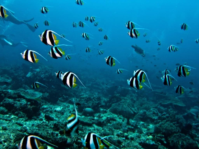 Best Diving Sites In Bunaken Manado Indonesia Scuba Dive