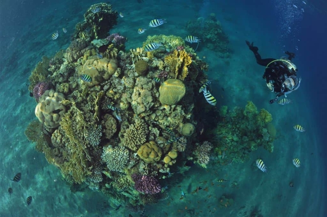 eilat-reef-scuba-diving-review