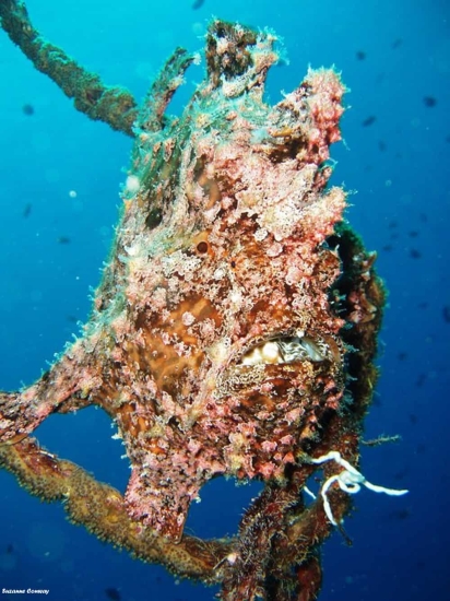 frogfish diving aqaba