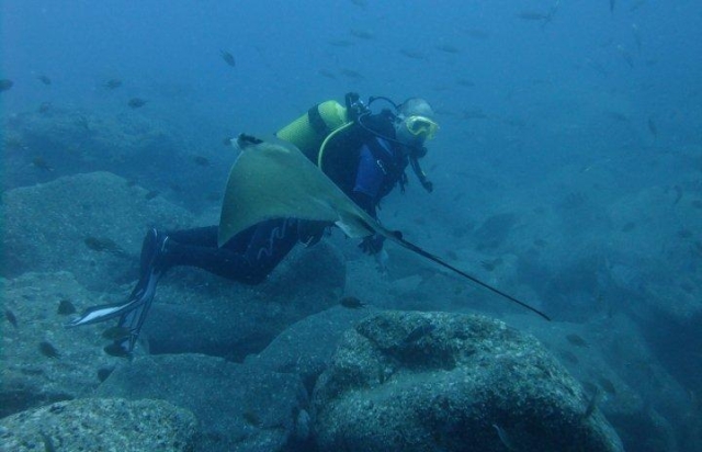 dive review los gigantes tenerife scuba diving