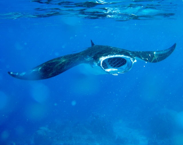 manta ray in Komodo during a diving liveaboard cruise