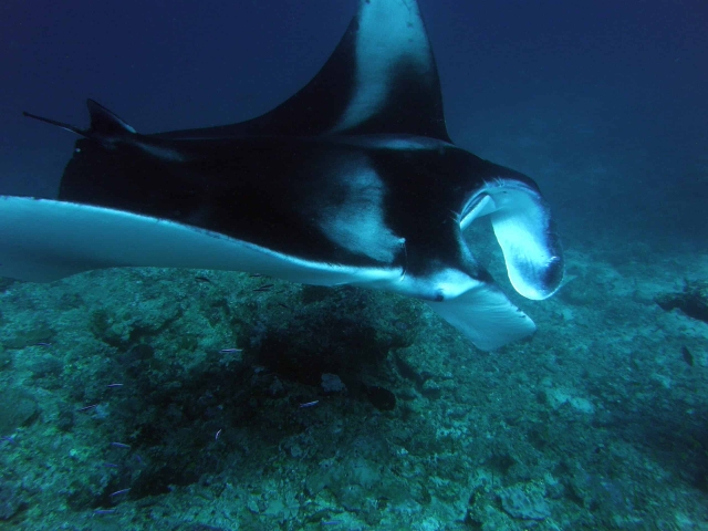 Manta Ray Maldives Scuba Diving Review