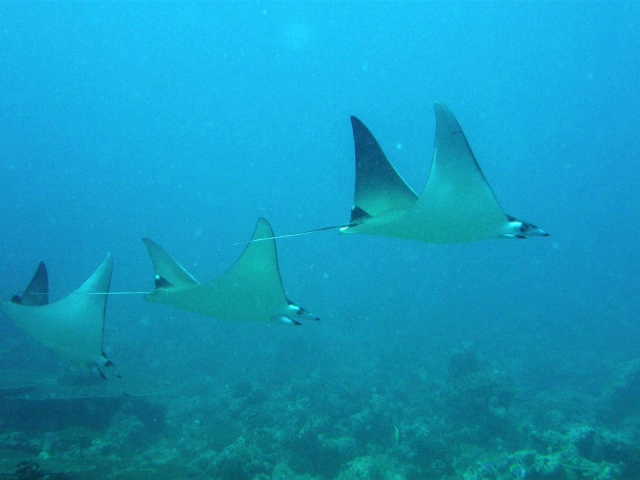 Mobula Diving Maldives Travel Review