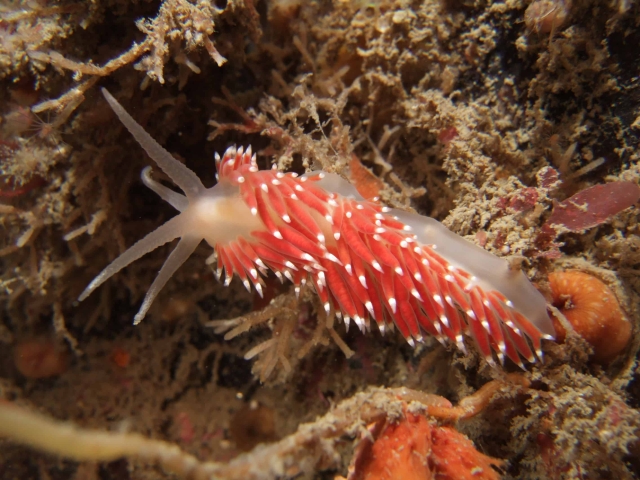 nudibranch-diving-cornwall