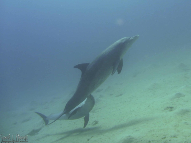 Diving Nuweiba Dolphin