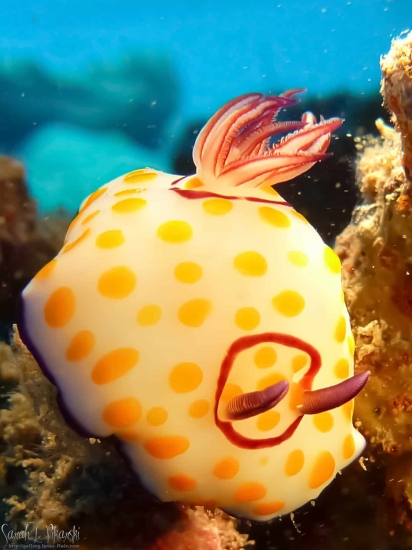 Nudibranch Nuweiba Diving Red Sea