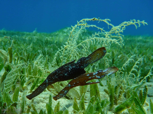 Diving Nuweiba Review