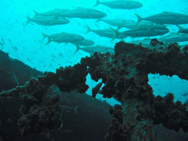 Blue Dive Port Douglas - Best Guided Diving On The Great Barrier Reef