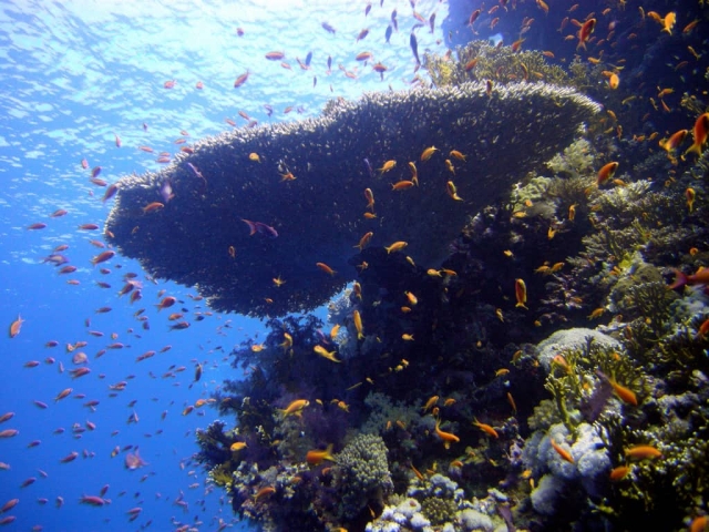 Best Diving Sites In Sharm El Sheikh Red Sea Scuba Dive