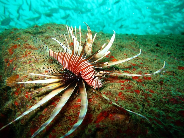 Scuba Diving in Khao Lak