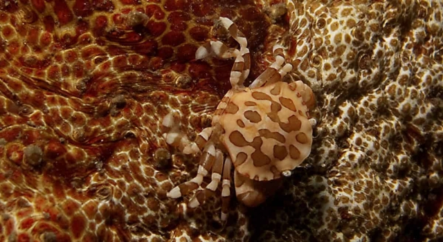 Crab On Reef