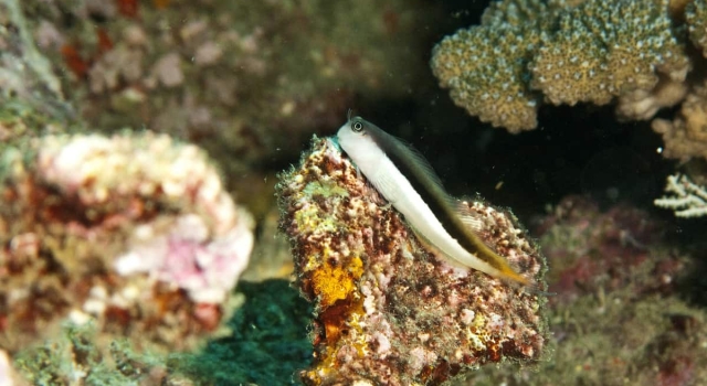 Gobi On Reef
