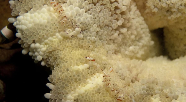 Transparent Shrimps On White Pristine Coral Reef