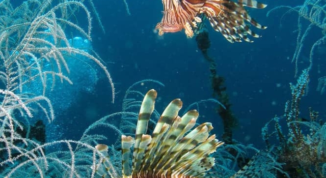 Two Lion Fish Swimming Blue Ocean
