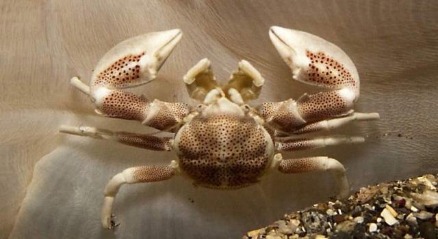 White Crab Red Spots