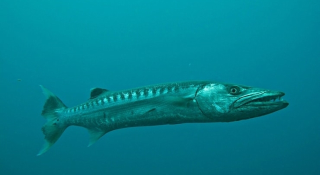 Barracuda Alone In The Blue Sea