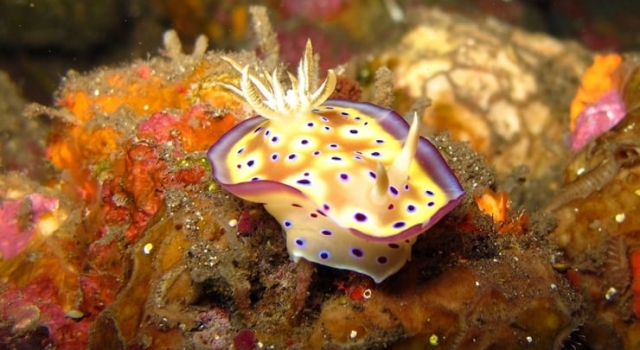 Blue Spotted White Purple Nudibranch