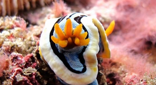 Closeup Nudibranch