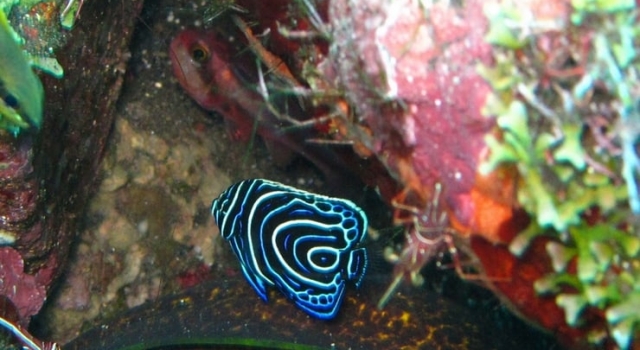 Juvenile Angel Fish