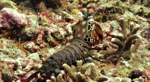 Mantis Schrimp On Reef