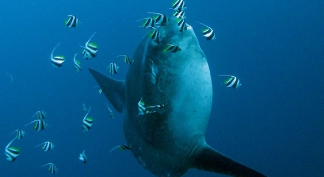 Mola Mola And Moorish Idol