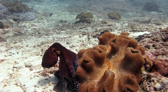 Octopus In Reef