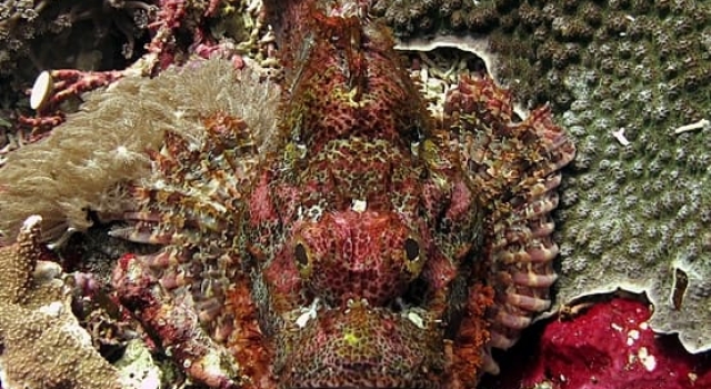 Scorpion Fish Coral