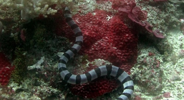 Sea Snake Black White