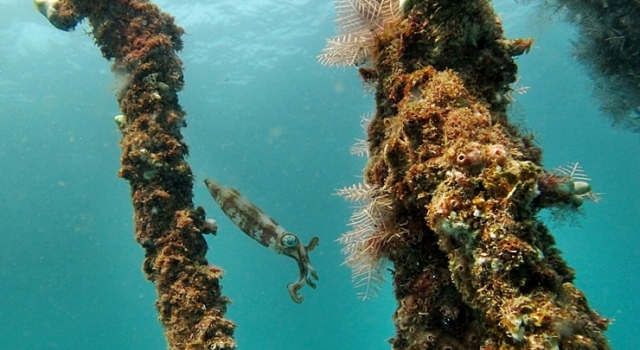 Squid Next To Underwater Structures
