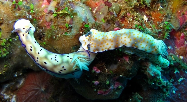 Two Nudibranch Colorful