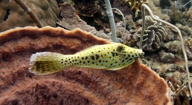 Cowfish Like Fish