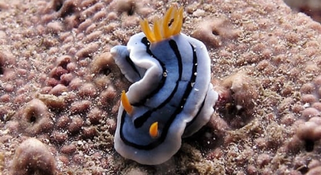Nudibranch Blue Yellow