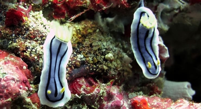 Two Blue White Nudibranches