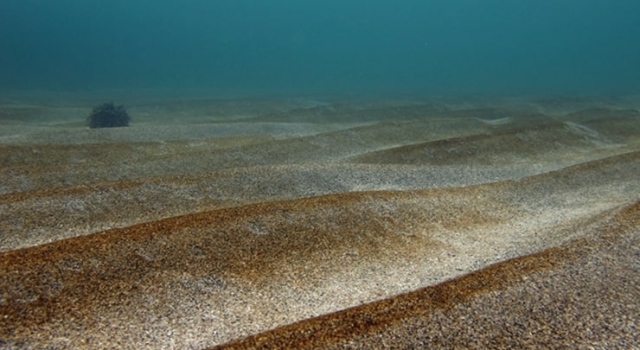 Sandy Sea Floor