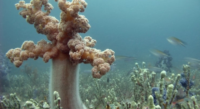 Underwater Plant