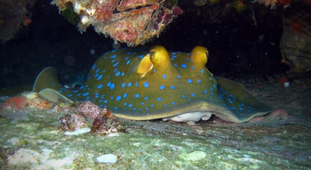 Blue Spotted Ray