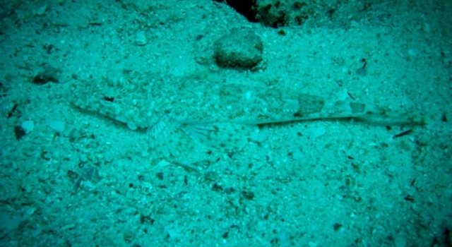Fish Disguised Sea Bottom