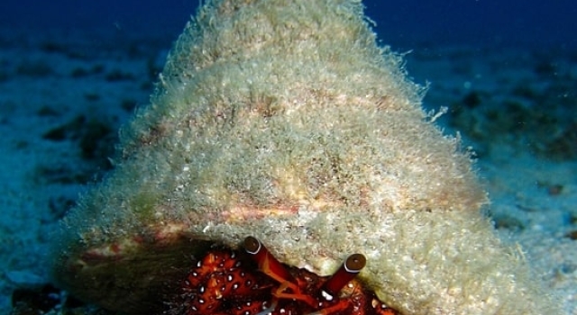 Shrimp Taking Refuge Under Sea Shell