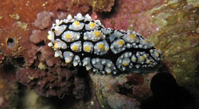 Spiked Yellow White Black Nudibranch