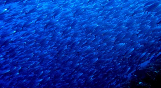 Thousands Fish Swimming By Huge School