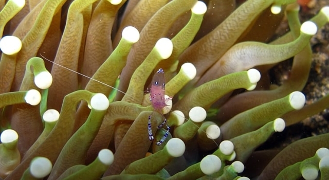 Cleaner Shrimp Anemone